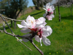 Mandelbl&uuml;te